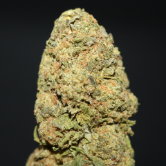 AAA+ | DUKE NUKEM BY MTG GENETICS - 7G