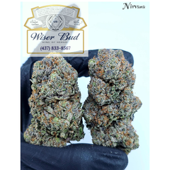 * NIRVANA AAAA+ (Sativa Dom Hybrid) - BC FLAMES COLLECTIVE