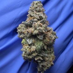 CHIMERA BREATH (Jelly breath bx1 x Chimera #3) bred by beleaf 