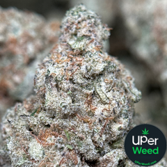 (28G) -  Astro Biscotti 👽🍪Hybrid - Qp Bulk Deal for $200