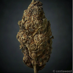 Star Berry Indica