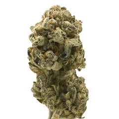 $200 For QP - White OG 