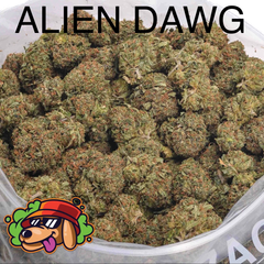 ALIEN DAWG AAAAA+ CRAFT - 2 FOR $170