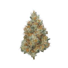 Sour Durban