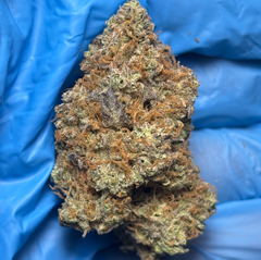 FROZEN BLUEBERRY bred by Frostymedfarms506