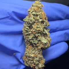 GASLIGHT LSO (Wedding Cake x Blue Petrol) by OrganicBros