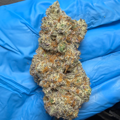 GOVERNMENT OASIS x CRESCENDO