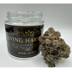 !$40/Q  Living Harvest- Pink Alien