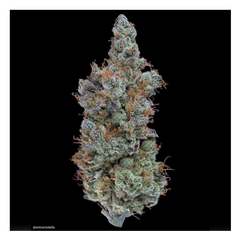 Pink 3I Atlas 6 star BC Gas 