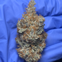 ORANGE VELVET (Unknown lineage)