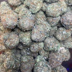 (BC Bud) Pink Jester