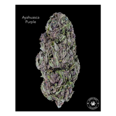 AA+ - AYAHUASCA PURPLE