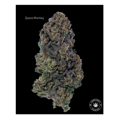 AA+ - SPACE MONKEY