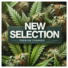 Canna-corp-canada.com