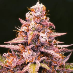 LSO Cherry 🍒 Godfather Pink 100$ 2FOR180$!