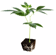 Slurricane Pancake Clone