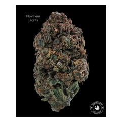 AA - NORTHERN LIGHTS