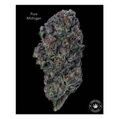 AA+ - PURE MICHIGAN