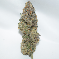 Death Master AAAA+ Indica