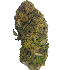 BC (AAA) JUNGLE MINTS