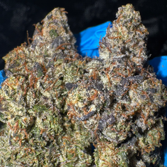 [NEW] LSO Black Tuna AAAA+(5*)