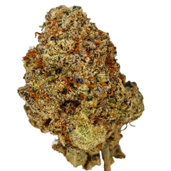 BC (AAAA) BLUE LOBSTER