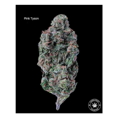 AA+ - PINK TYSON