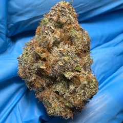 GREASY RUNTZ (Grease monkey x Runtz) bred by ExoticGenetix