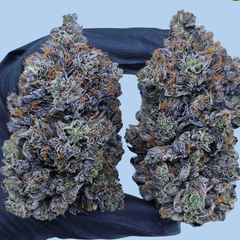 BLACK REINDEER AAAAA+ 🦌 ⚫️ 