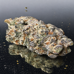 "Premium" Northern Lights - Hybrid 40 % Indica / 60% Sativa - THC 26-31%