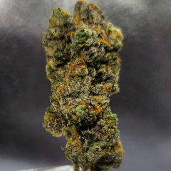 Black Cherry Punch AAAA