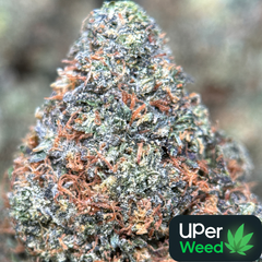  Astro Kush👽😮‍💨Indica
