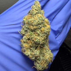 LA SKUNK (Colombian Gold x Acapulco Gold x Afghani) bred by US SkunkX