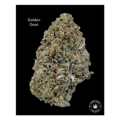 AA+ - GOLDEN GOAT - $60-OZ $100-2OZ