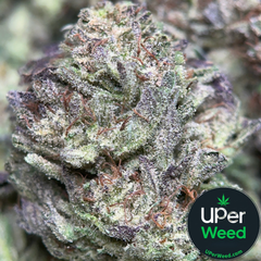 (28G) - Cereal Milk Hybrid🥣 🥛 | 4Oz Bulk Deal for $200