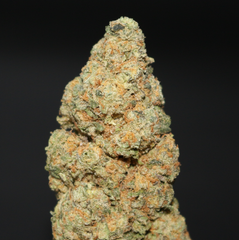 AAA+ | PURPLE MIMOSA BY SUGE FARMS - 7G