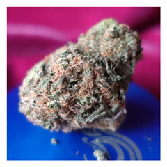 *NEW* Chocolope (7g-$50/14g-$75/28g-$140) (29% THC)