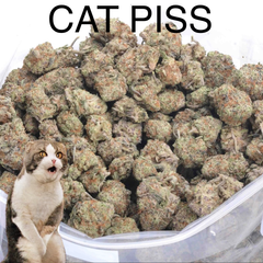 CAT PISS AAA+ - 2 FOR $100 - 4 FOR $150 - 8 FOR $250