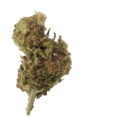 BC (AAA+) SLURRICRASHER