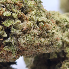 (NEW) Summer Vibe (On Sale $100/Oz) 🔥 