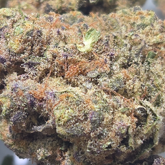 (NEW) Blackberry Punch $75/Oz 🔥 