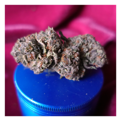 *NEW* Gorilla Glue #4 (7g-$50/14g-$75/28g-$140)(29% THC)