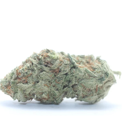 AAA++ Northern Lights