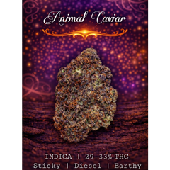 Animal Caviar 🦒 | SALE | 29-33% THC | INDICA | $100 an oz | $150 for 2 ozs | 