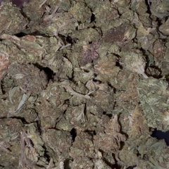 Dynasty OG