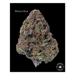 AA - MATARO BLUE