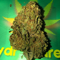 ******LEMON HAZE*****