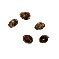 Autoflower Breeder's Club - Ice Cream Cake CBD:THC 1:1 Seeds (Autoflower) 5 Pack Seeds - Ice Cream Cake CBD:THC 1:1 Seeds (Autoflower) 5 Pack Seeds