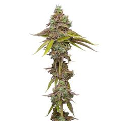 Humboldt Seed Company Magic Melon Seeds (Autoflower) 5 Pack Hybrid