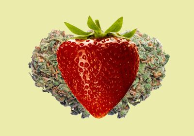 The 101 of Strawberry Cannabis Strain